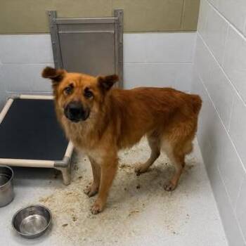 Peanuts 26-06-068 -  Shepherd and Mixed Breed Dog for Adoption in Bastrop, Texas - Peanuts 26-06-068 | PetCurious
