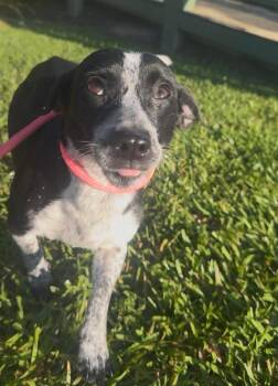 Dachshund Dogs Available for Adoption in Syracuse, New York - Rose | PetCurious