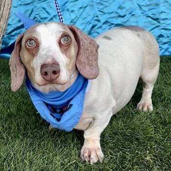 HERMAN -  Dachshund Dog for Adoption in Rowland Heights, California - HERMAN | PetCurious