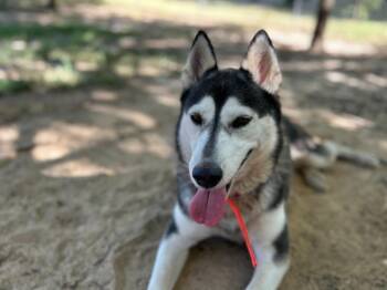 Allie -  Husky Dog for Adoption in Nacogdoches, Texas - Allie | PetCurious