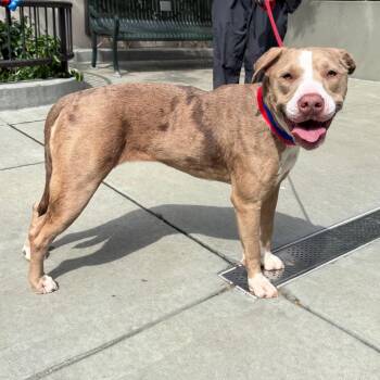 Itty Bitty -  Pit Bull Terrier Dog for Adoption in Chicago, Illinois - Itty Bitty | PetCurious