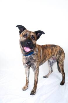 Channing Tatum -  Shepherd Dog for Adoption in Bixby, Oklahoma - Channing Tatum | PetCurious