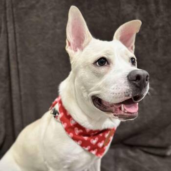 Rescue Carolina Dog and Mixed Breed Dogs for Adoption in Houston, Texas - Ella | PetCurious