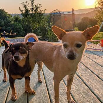 Coco- BONDED PAIR -  Chihuahua and Mixed Breed Dog for Adoption in South Riding, Virginia - Coco- BONDED PAIR | PetCurious