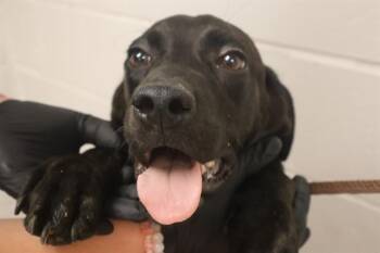 PEPPER -  Mixed Breed Dog for Adoption in Columbia, South Carolina - PEPPER | PetCurious