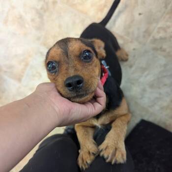 Gabrielle -  Terrier and Mixed Breed Dog for Adoption in Boerne, Texas - Gabrielle | PetCurious