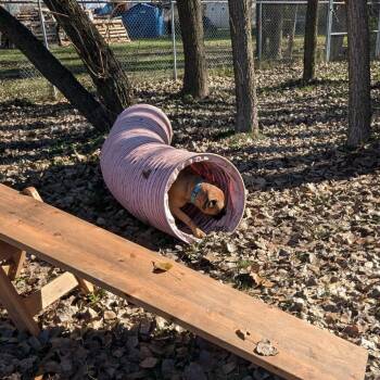 Jackson -  Mixed Breed Dog for Adoption in Walker, Michigan - Jackson | PetCurious