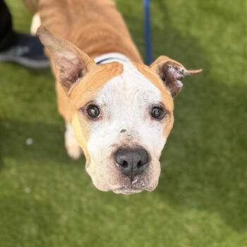 Mixed Breed Dogs Available for Adoption - Journey | PetCurious