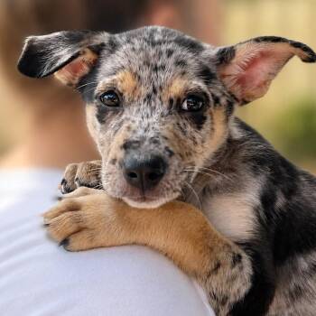 Teal -  Catahoula Leopard Dog and Shepherd Dog for Adoption in Boerne, Texas - Teal | PetCurious