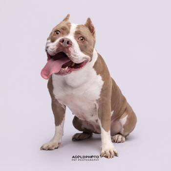 Willa (Willow) -  Terrier Dog for Adoption in Tampa, Florida - Willa (Willow) | PetCurious