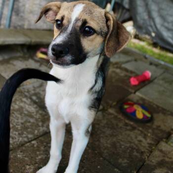 Mr. Friendly Duke -  Jack Russell Terrier and Chihuahua Dog for Adoption in Ridgefield, Washington - Mr. Friendly Duke | PetCurious