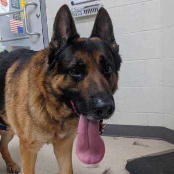German Shepherd Dog Dogs Available for Adoption in Evansville, Indiana - Kaiser | PetCurious