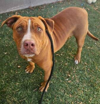 Shar Pei Dogs Available for Adoption - Gus Gus | PetCurious