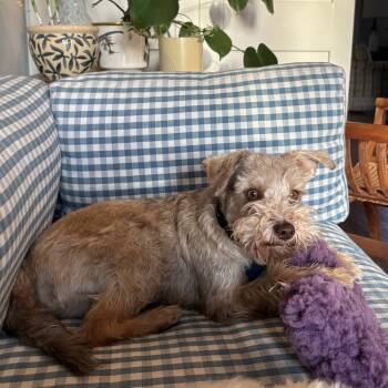 Rescue Miniature Schnauzer Dogs for Adoption in Broken Arrow, Oklahoma - AC/DC | PetCurious