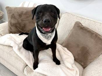 Bear Your Main Man -  Mastiff Dog for Adoption in Friendswood, Texas - Bear Your Main Man | PetCurious