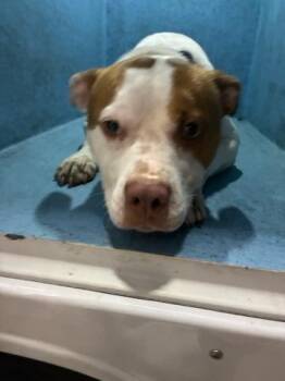 APOLLO -  Mixed Breed Dog for Adoption in West Palm Beach, Florida - APOLLO | PetCurious
