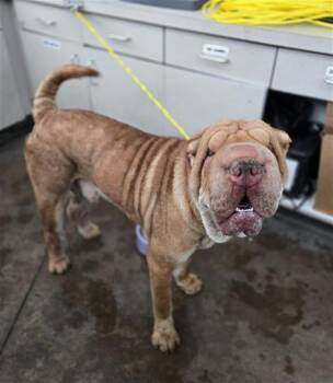 QUINCY -  Mixed Breed Dog for Adoption in Dallas, Texas - QUINCY | PetCurious
