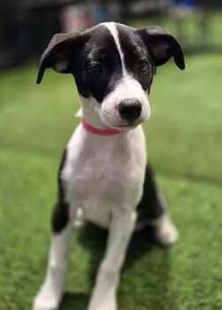 Roswell -  Mixed Breed Dog for Adoption in Racine, Wisconsin - Roswell | PetCurious