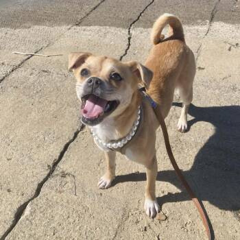 Chihuahua and Pug Dogs Available for Adoption - Penny | PetCurious