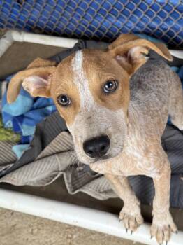Dexter -  Australian Cattle Dog Blue Heeler and Hound Dog for Adoption in Bedford, Virginia - Dexter | PetCurious