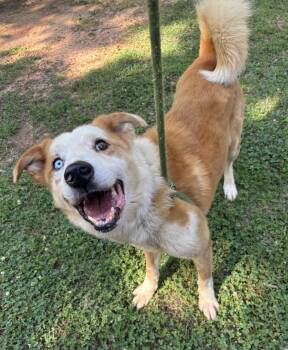 Australian Shepherd Dogs Available for Adoption - Regon | PetCurious