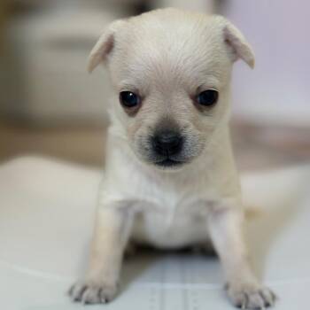 Sky -  Chihuahua Dog for Adoption in San Pablo, California - Sky | PetCurious