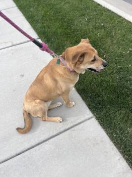 Nova -  Labrador Retriever and Shepherd Dog for Adoption in Wildomar, California - Nova | PetCurious
