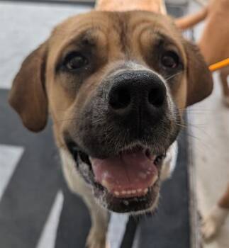 MILKSHAKE -  Saint Bernard and Mixed Breed Dog for Adoption in Anchorage, Alaska - MILKSHAKE | PetCurious
