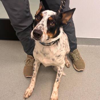 Caliban -  Australian Cattle Dog Blue Heeler and Shepherd Dog for Adoption in Abilene, Texas - Caliban | PetCurious