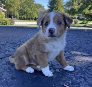 George -  Poodle and Australian Shepherd Dog for Adoption in Hillside, Illinois - George | PetCurious
