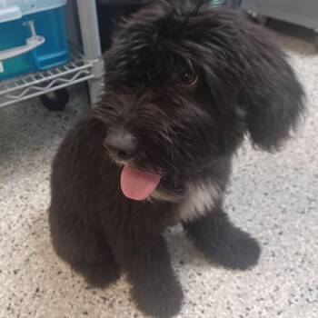 Ellie Rose -  Poodle and Sheep Dog Dog for Adoption in Hattiesburg, Mississippi - Ellie Rose | PetCurious