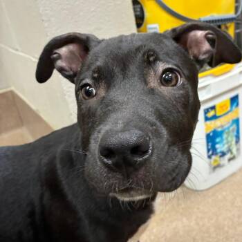 Francis -  Pit Bull Terrier and Black Labrador Retriever Dog for Adoption in Hinesville, Georgia - Francis | PetCurious