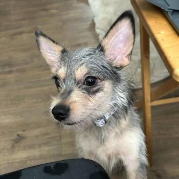 Shy -  Chihuahua and Terrier Dog for Adoption in Rossville, Georgia - Shy | PetCurious