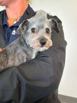 Shih Tzu Dogs Available for Adoption in Newport, Kentucky - Oscar | PetCurious