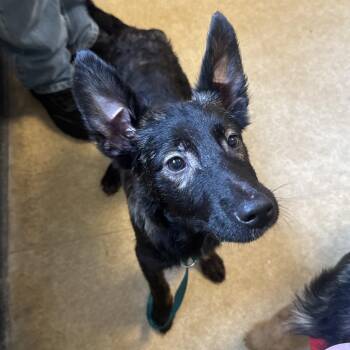 Dutch Shepherd Dogs Available for Adoption in Philadelphia, Pennsylvania - Arya  | PetCurious