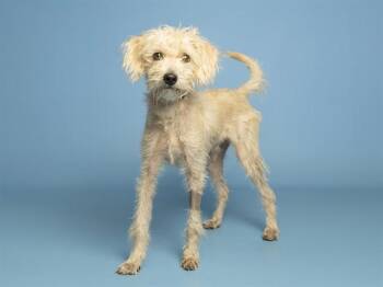 JOJO -  Poodle and Mixed Breed Dog for Adoption in Phoenix, Arizona - JOJO | PetCurious