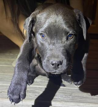 American Staffordshire Terrier Dogs Available for Adoption - LICORICE | PetCurious