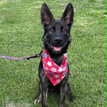 Riley -  Dutch Shepherd and Mixed Breed Dog for Adoption in Concord, North Carolina - Riley | PetCurious