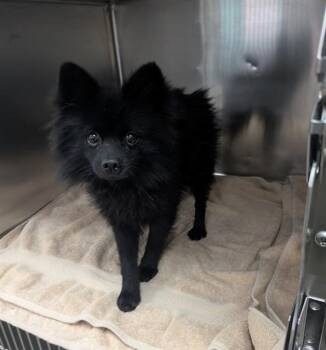 ANTONI -  Pomeranian Dog for Adoption in Salinas, California - ANTONI | PetCurious