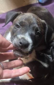 Sully -  Labrador Retriever Dog for Adoption in The Woodlands, Texas - Sully | PetCurious