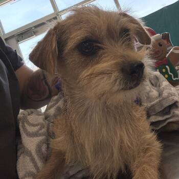 Fluffy -  Mixed Breed Dog for Adoption in Las Cruces, New Mexico - Fluffy | PetCurious