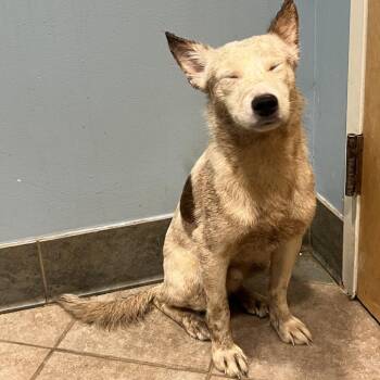Mixed Breed Dogs Available for Adoption in Chattanooga, Tennessee - Krispy Kreme | PetCurious