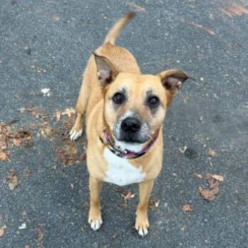 Mildred -  Shepherd Dog for Adoption in Concord, North Carolina - Mildred | PetCurious