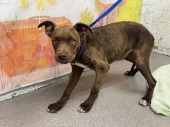 TESHIE -  Pit Bull Terrier and Mixed Breed Dog for Adoption in San Bernardino, California - TESHIE | PetCurious