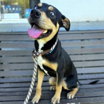 YELLOWSTONE -  German Shepherd Dog and Pit Bull Terrier Dog for Adoption in Long Beach, California - YELLOWSTONE | PetCurious