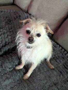Chihuahua and Terrier Dogs Available for Adoption in Sugar Grove, Illinois - Skipper | PetCurious