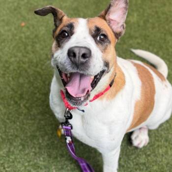 Mama -  Mixed Breed Dog for Adoption in Asheville, North Carolina - Mama | PetCurious