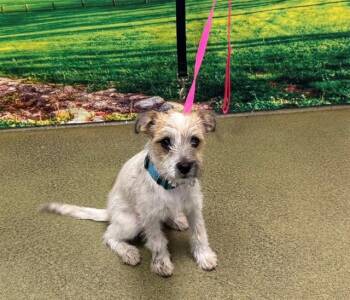 SULLIVAN -  Terrier and Mixed Breed Dog for Adoption in Moreno Valley, California - SULLIVAN | PetCurious