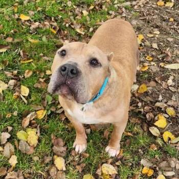 Rescue Pit Bull Terrier Dogs for Adoption in Shinnston, West Virginia - Potato | PetCurious