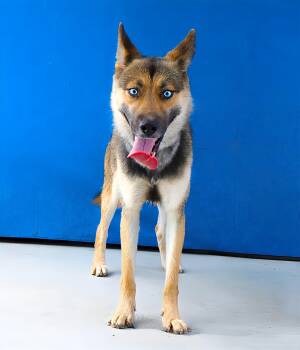 COCO -  Siberian Husky and German Shepherd Dog Dog for Adoption in Pasadena, California - COCO | PetCurious